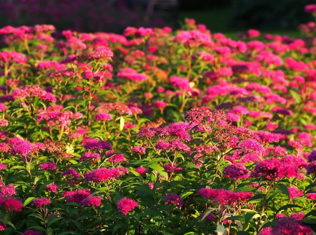 Spirea japoneză Anthony Waterer - imagine 3