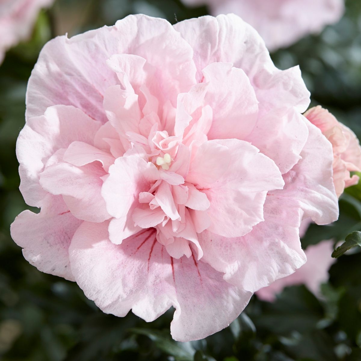 Hibiscus Pink Chiffon
