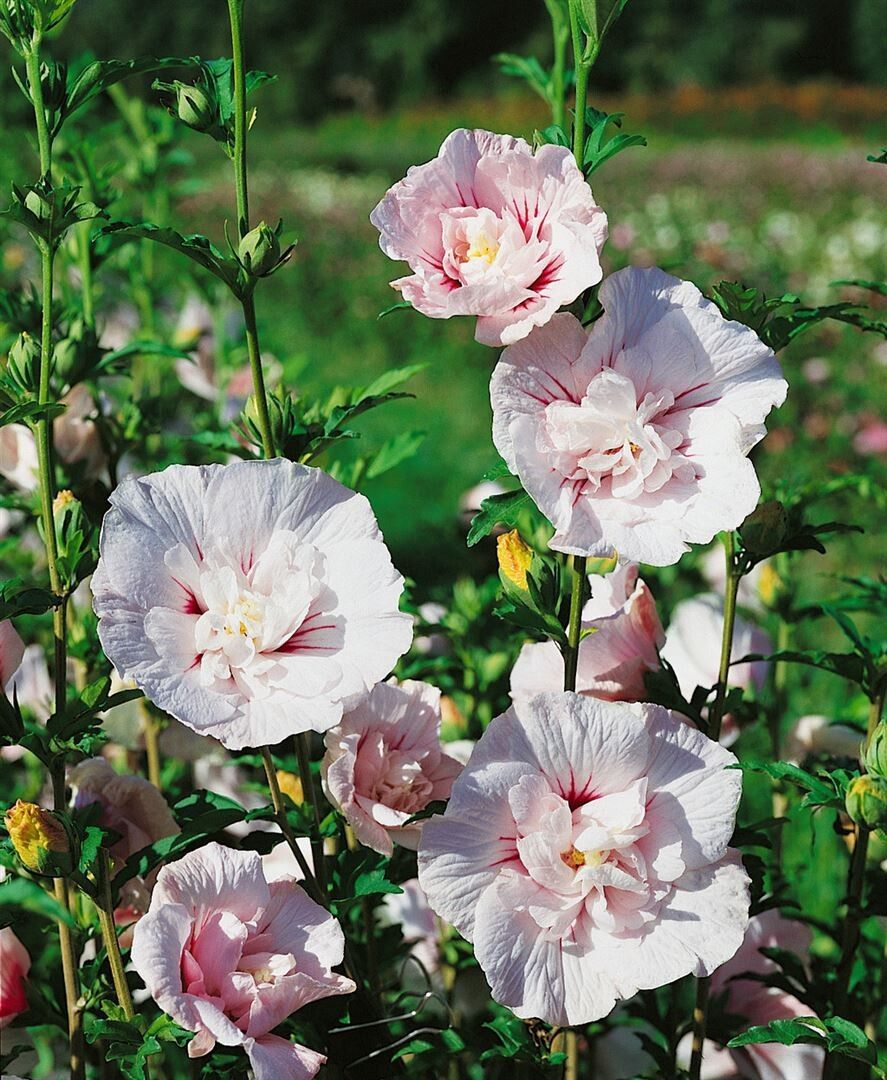 Hibiscus China Chiffon - imagine 3