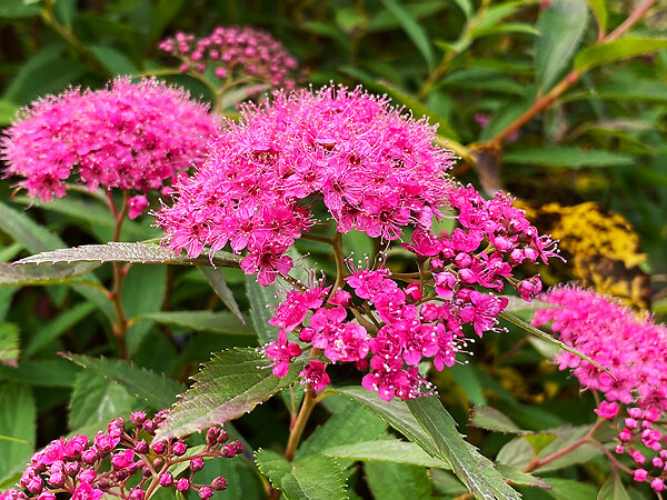 Spirea japoneză Anthony Waterer