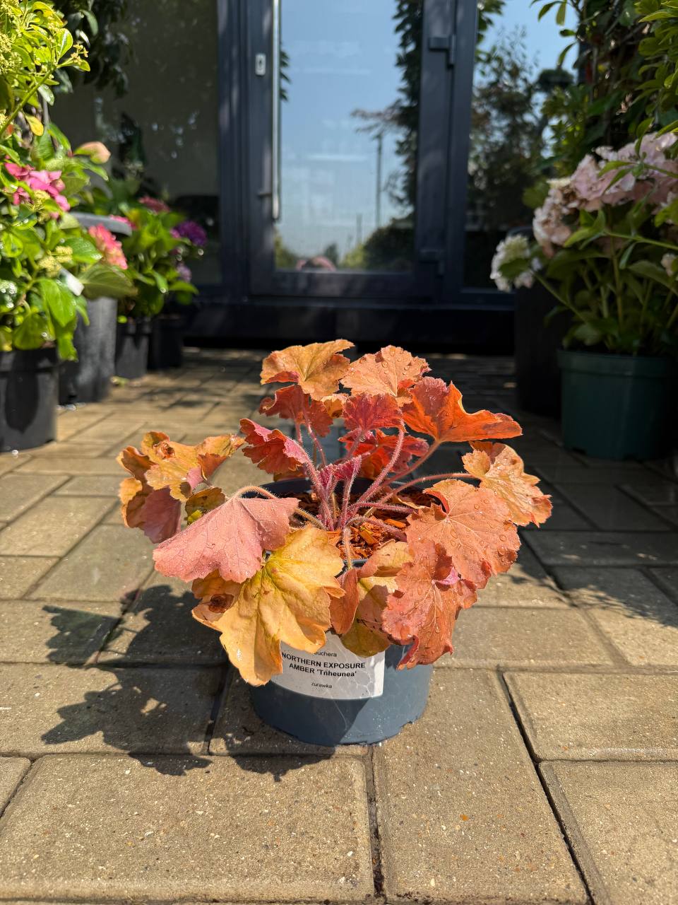 Heuchera Northern Exposure Amber