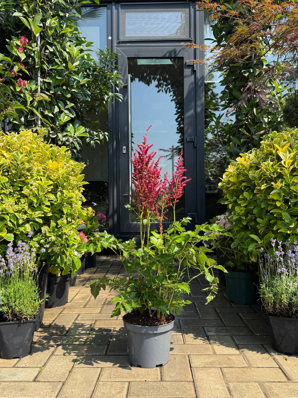 Astilbe Hot Pearls