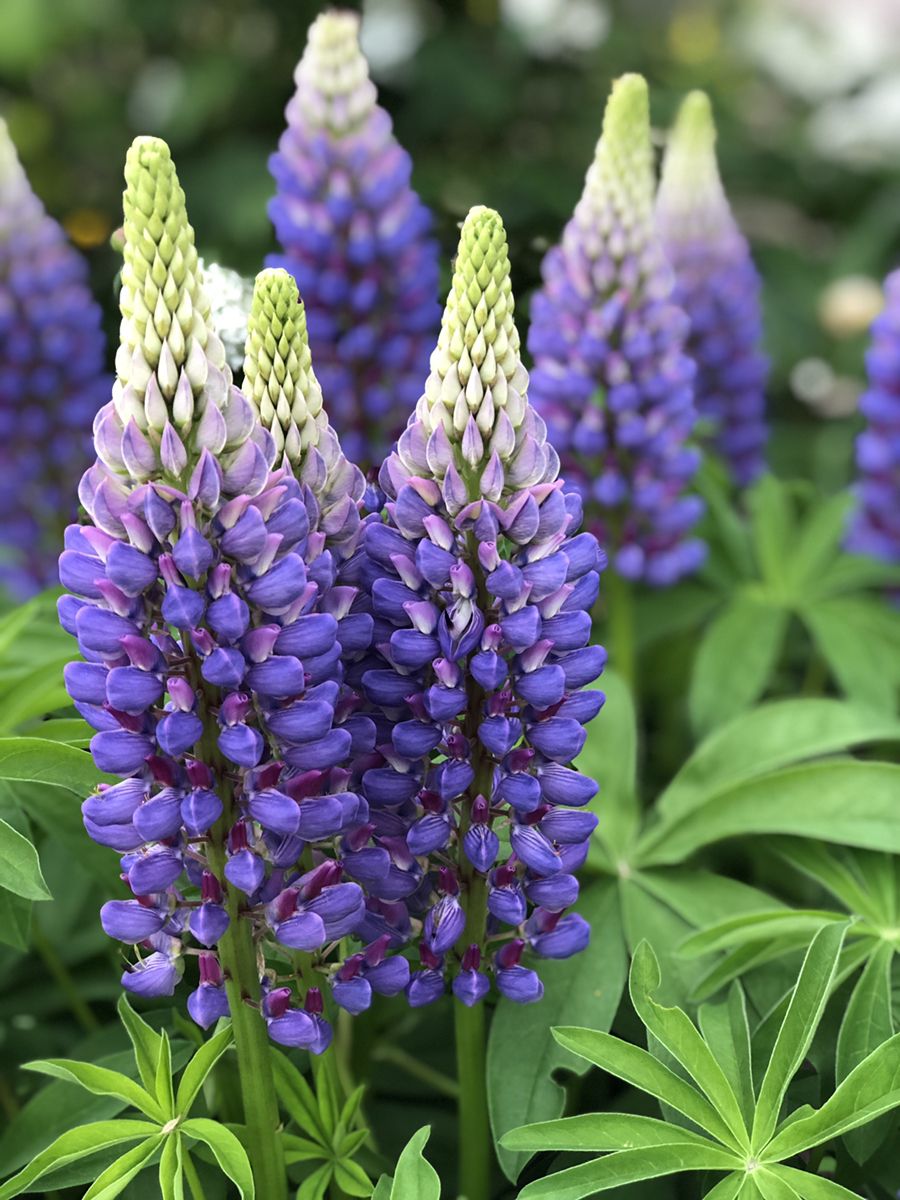 Lupinus Lupinova Lyanna