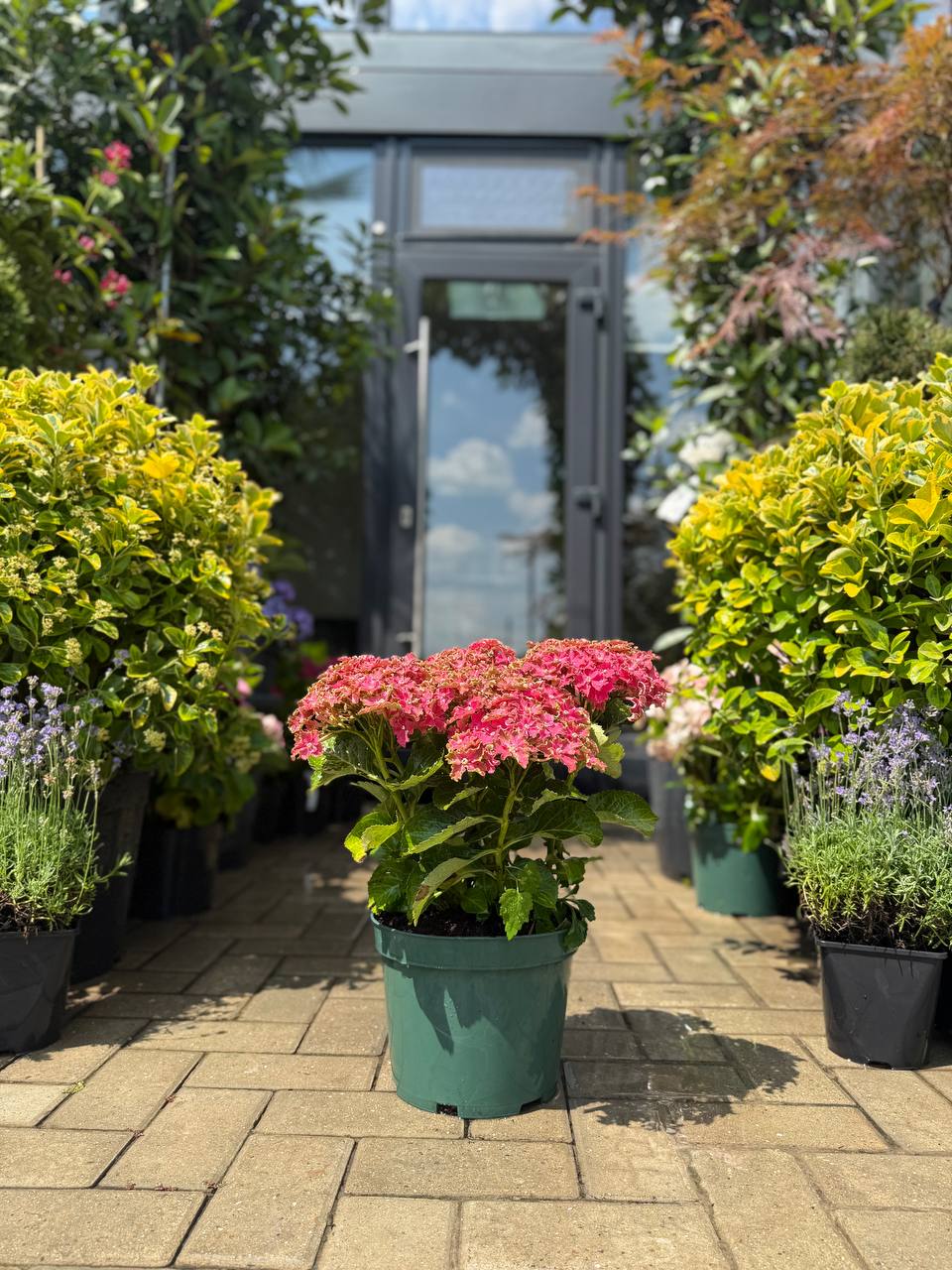 Hortensia Curly Sparkle