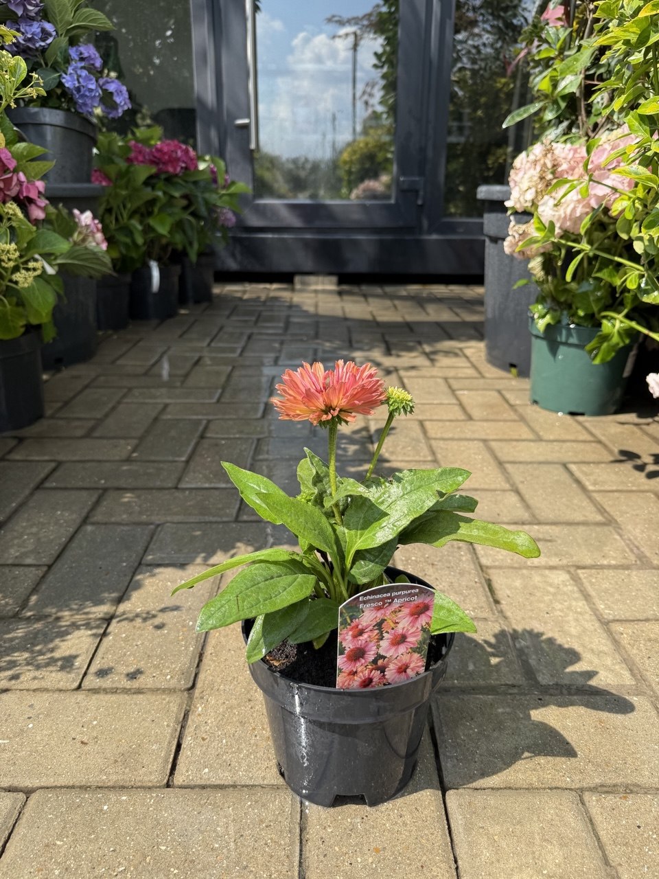 Echinacea Fresco Apricot