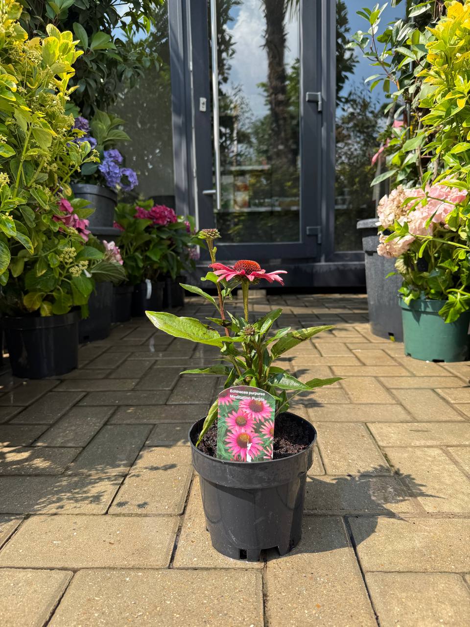 Echinacea Meditation Purple