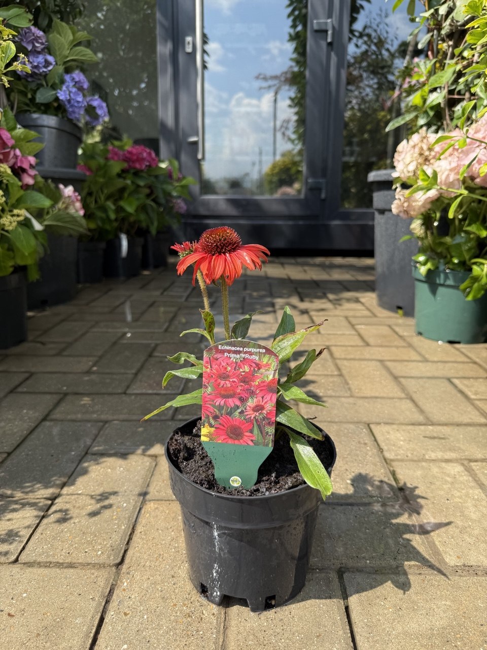 Echinacea Prima Ruby
