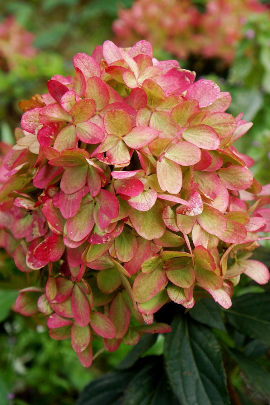 Hortensia Graffiti - imagine 3