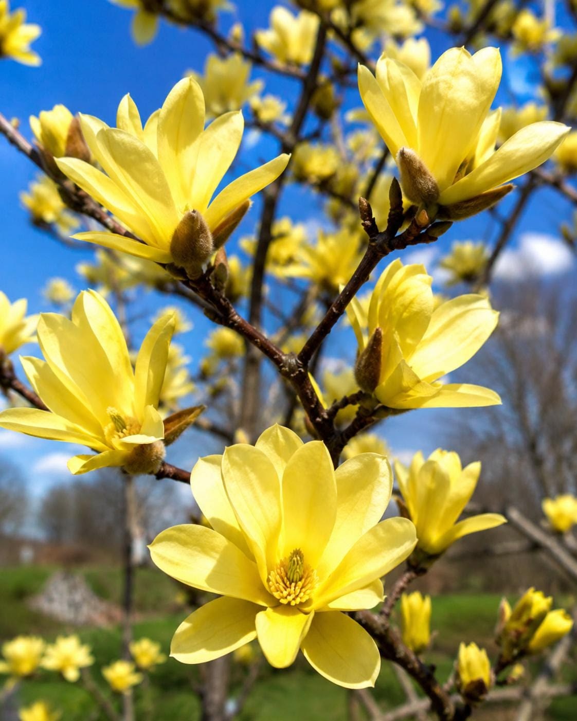 Magnolia Yellow Bird