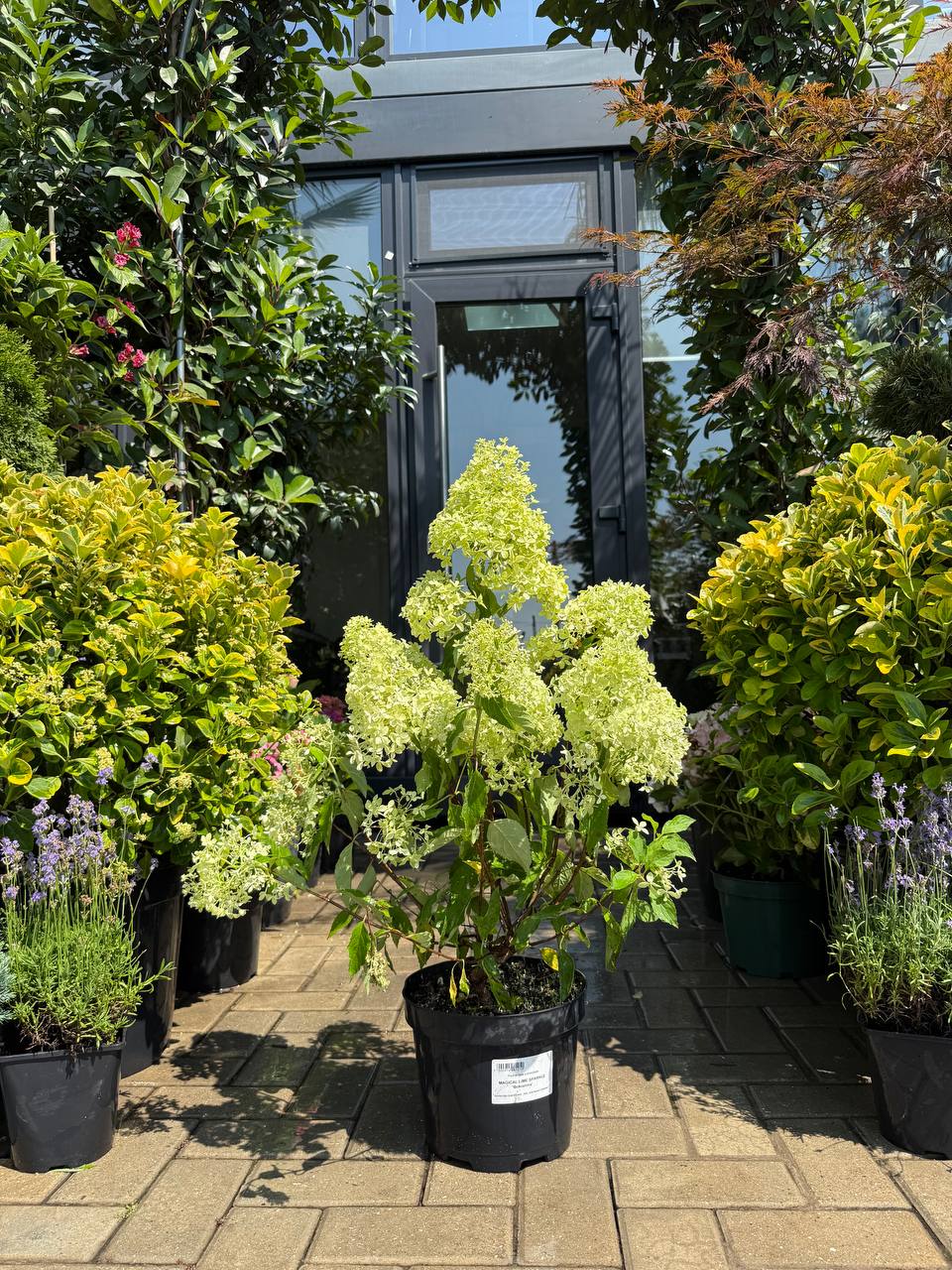 Hortensia Magical Lime Sparkle
