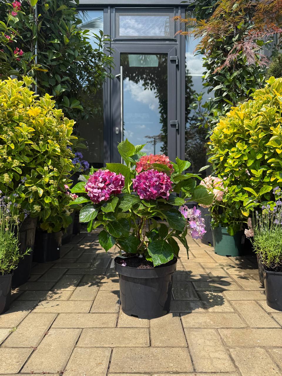 Hortensia Hot Purple
