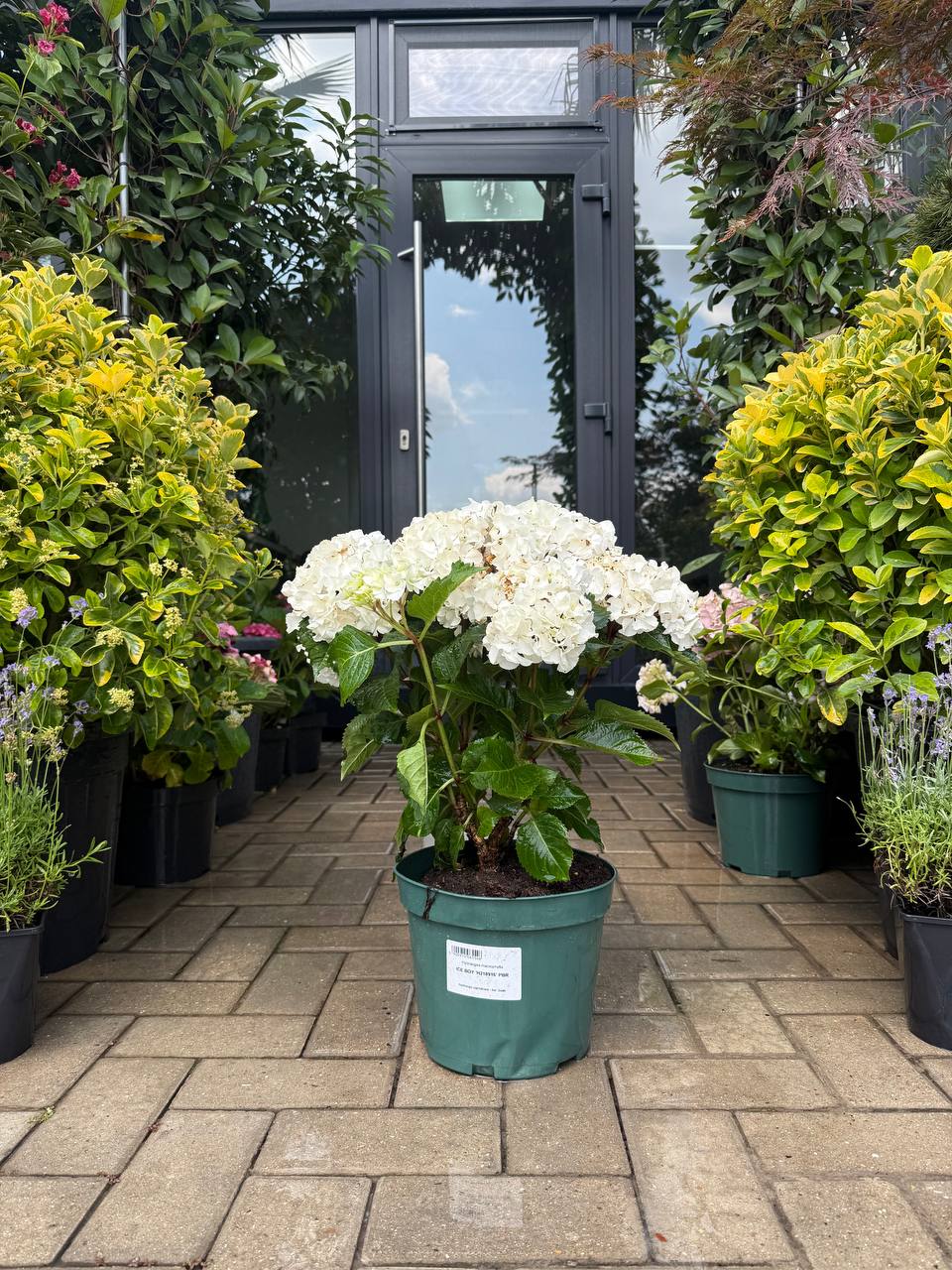 Hortensia Ice Boy