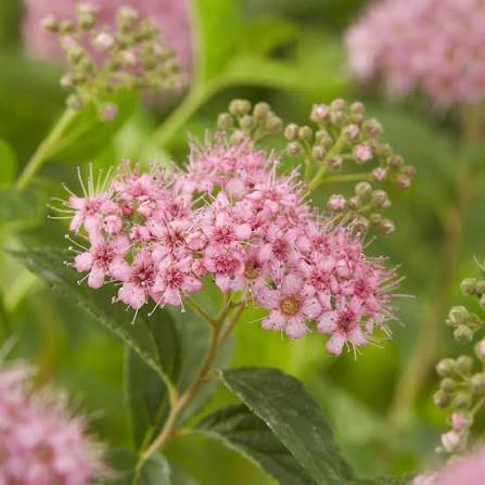 Spirea japoneză Little Princess