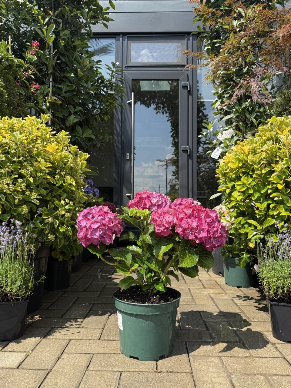 Hortensia Jip Pink