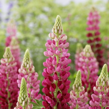 Lupinus Lupinova Cutie