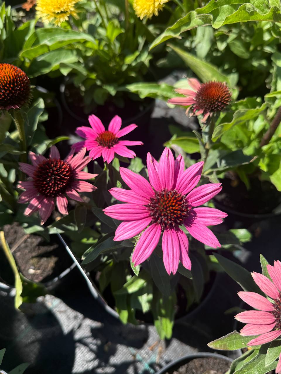 Echinacea Chunky Purple