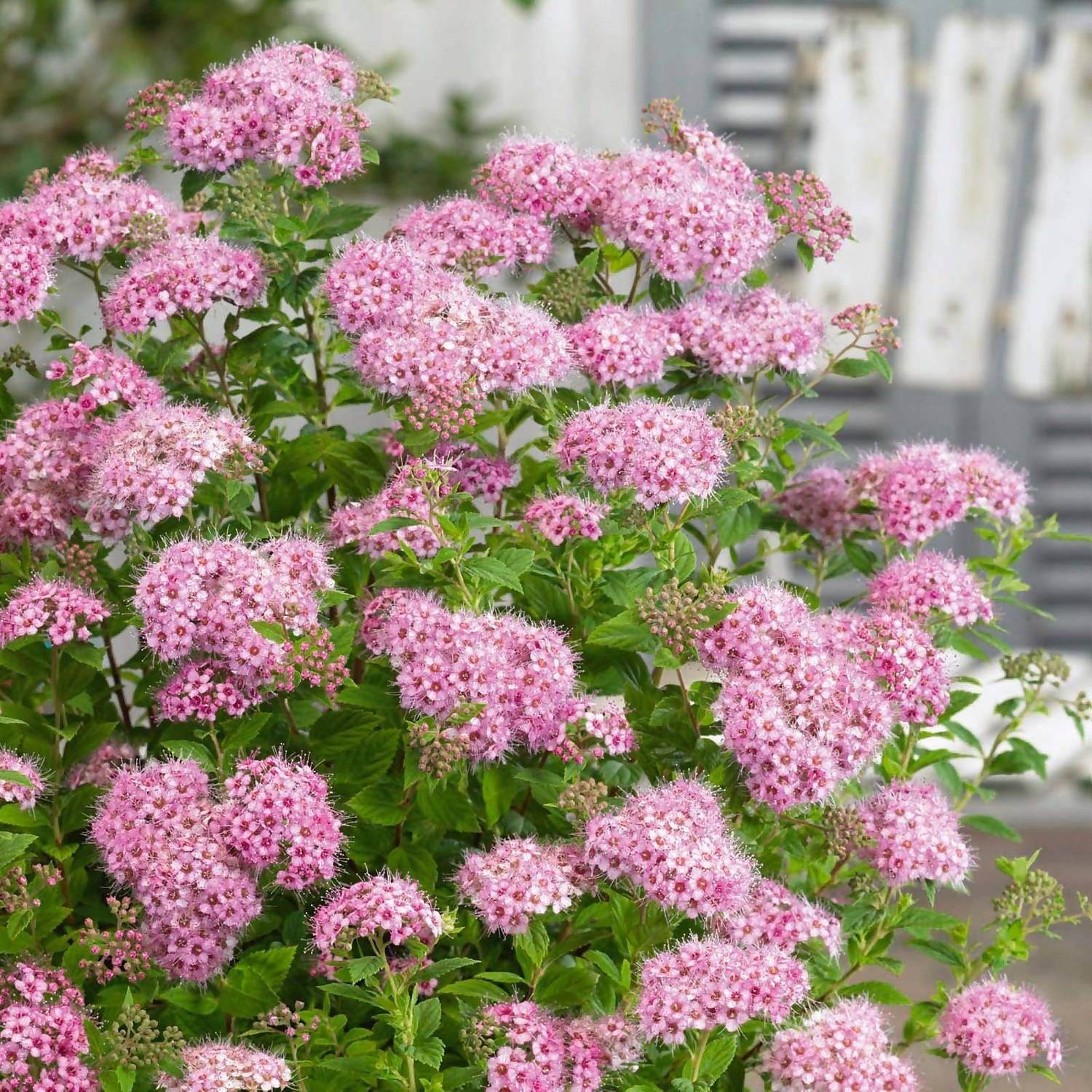 Spirea japoneză Little Princess - imagine 3