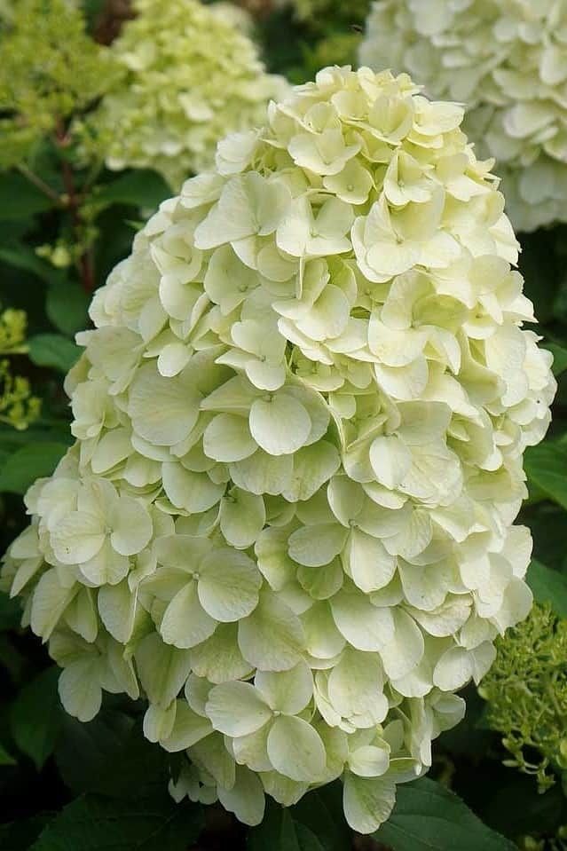Hortensia Hercules - imagine 3