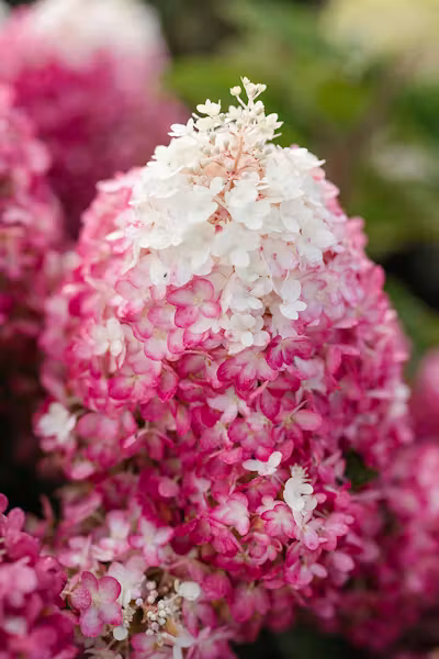 Hortensia Red Velvet