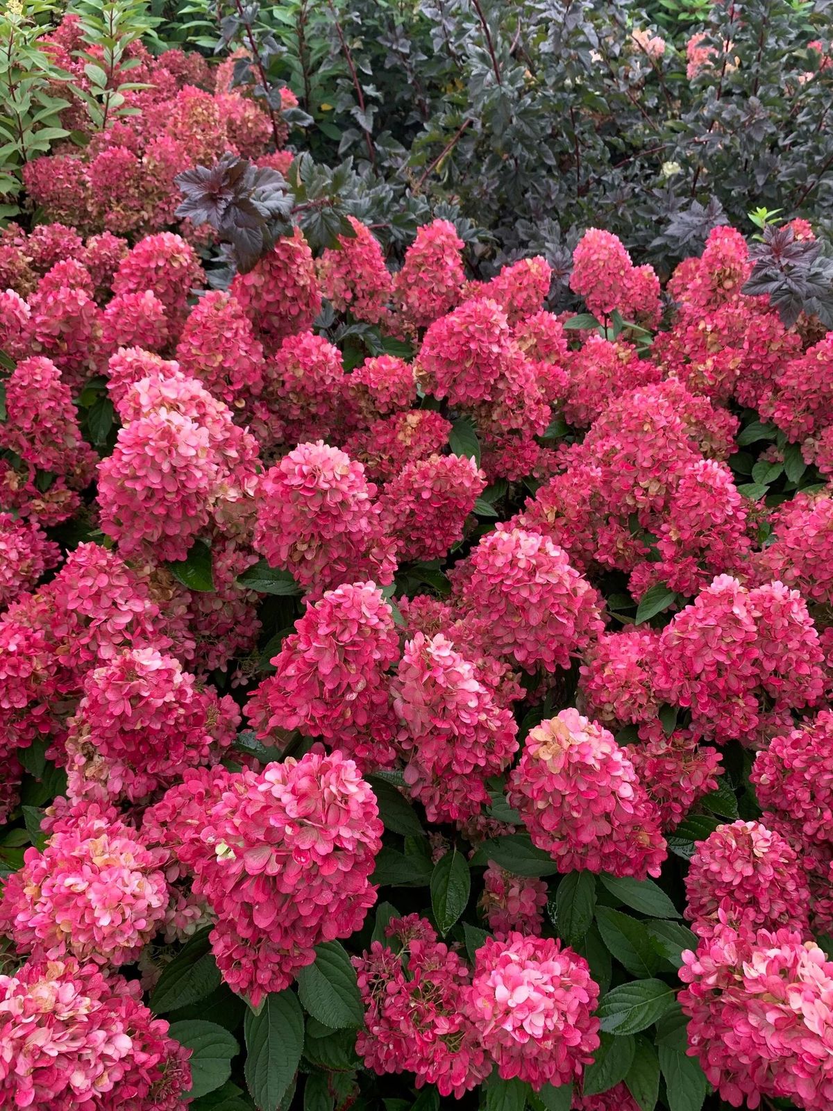 Hortensia Bonfire - imagine 3