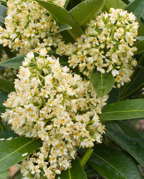 Skimmia Kew Green