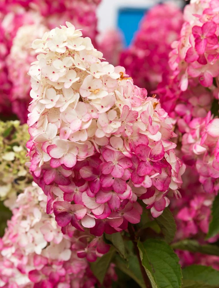 Hortensia Fraise Melbe