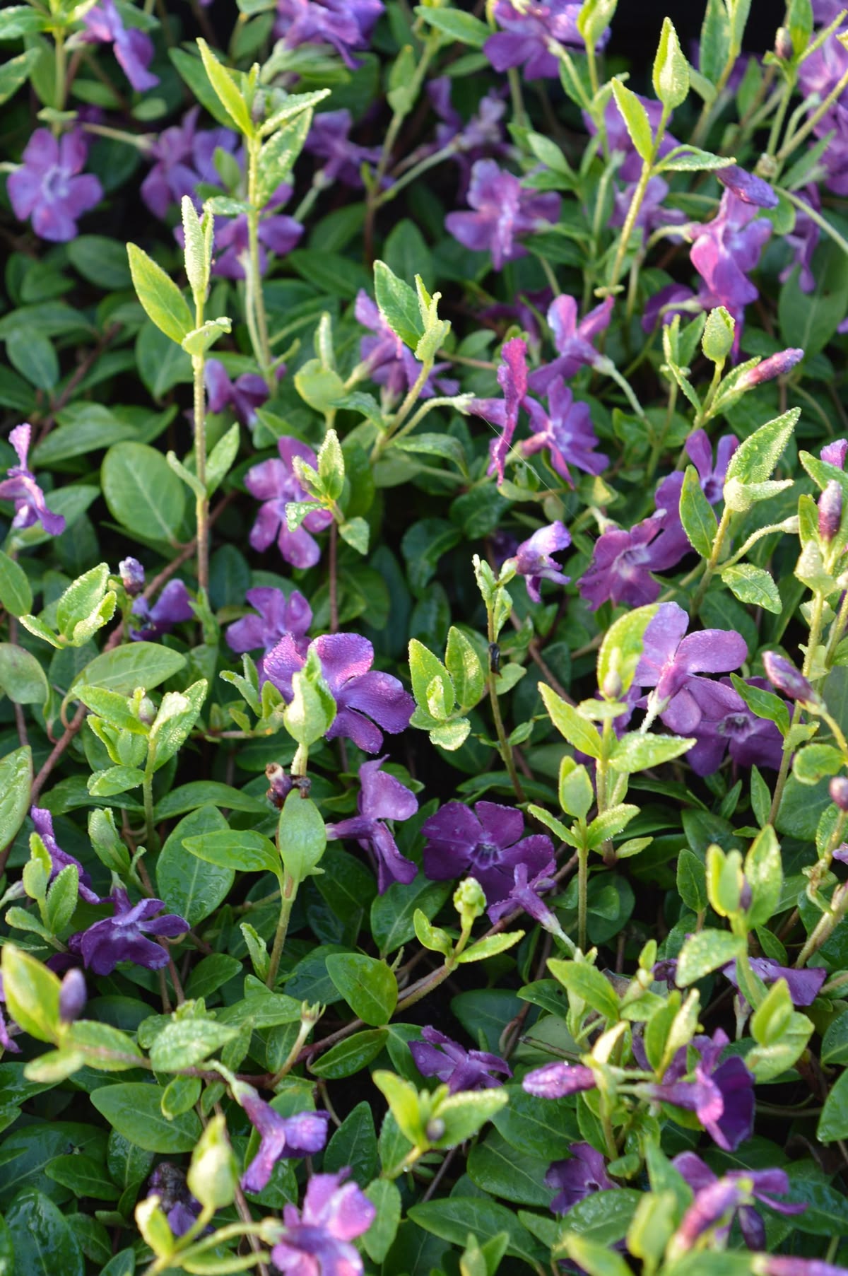 Vinca Atropurpurea
