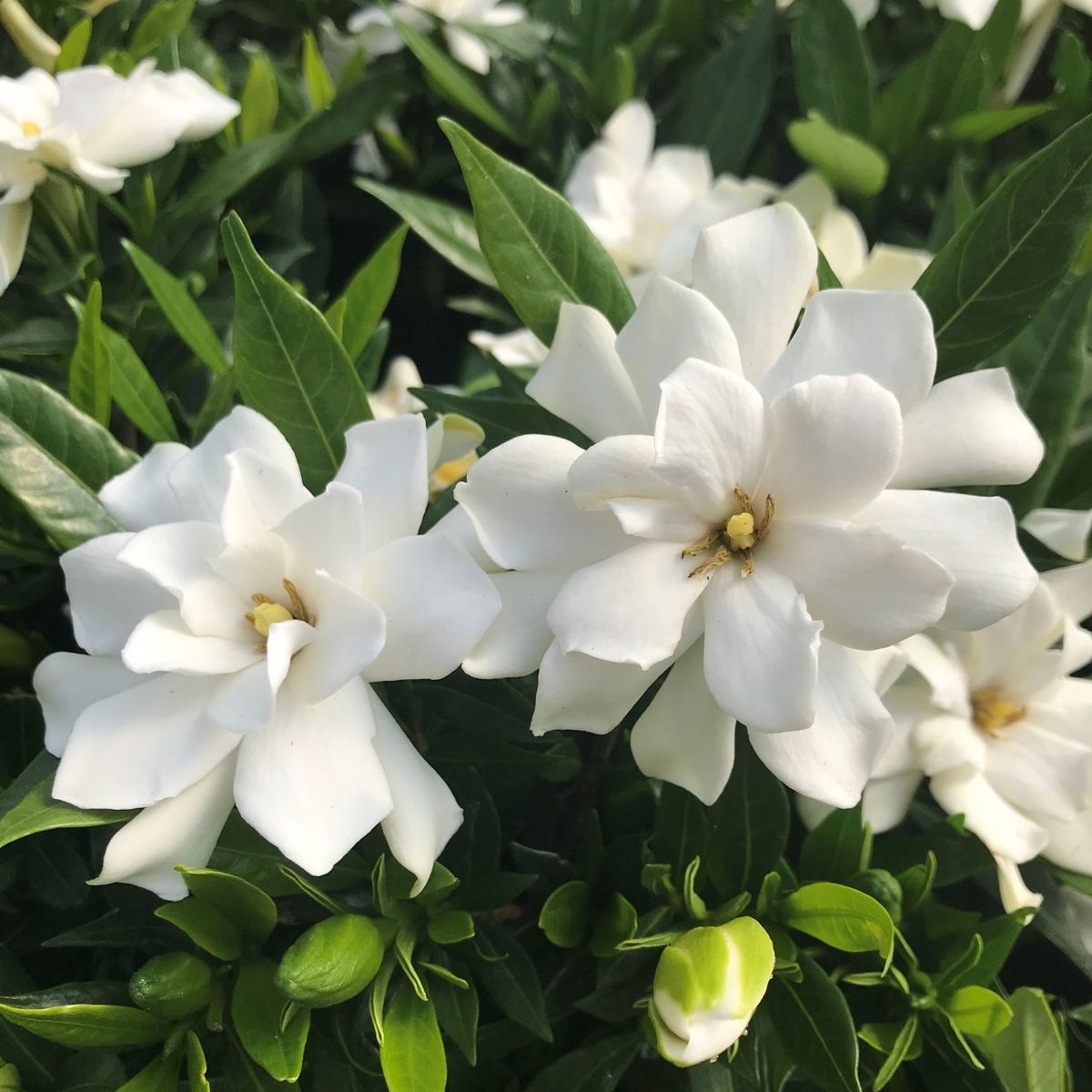 Gardenia Double Mint