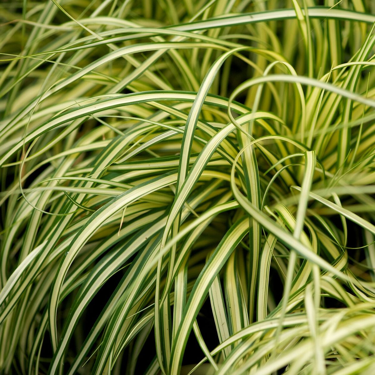 Carex EverColor