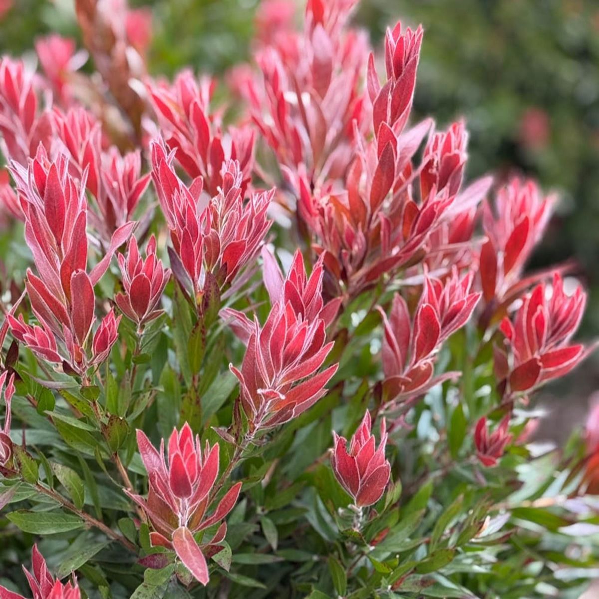 Callistemon Red Rocket
