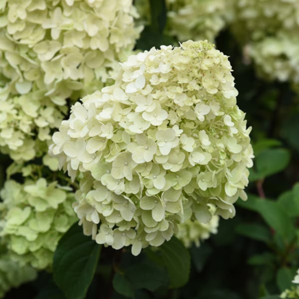 Hortensia Silver Dollar pe picior