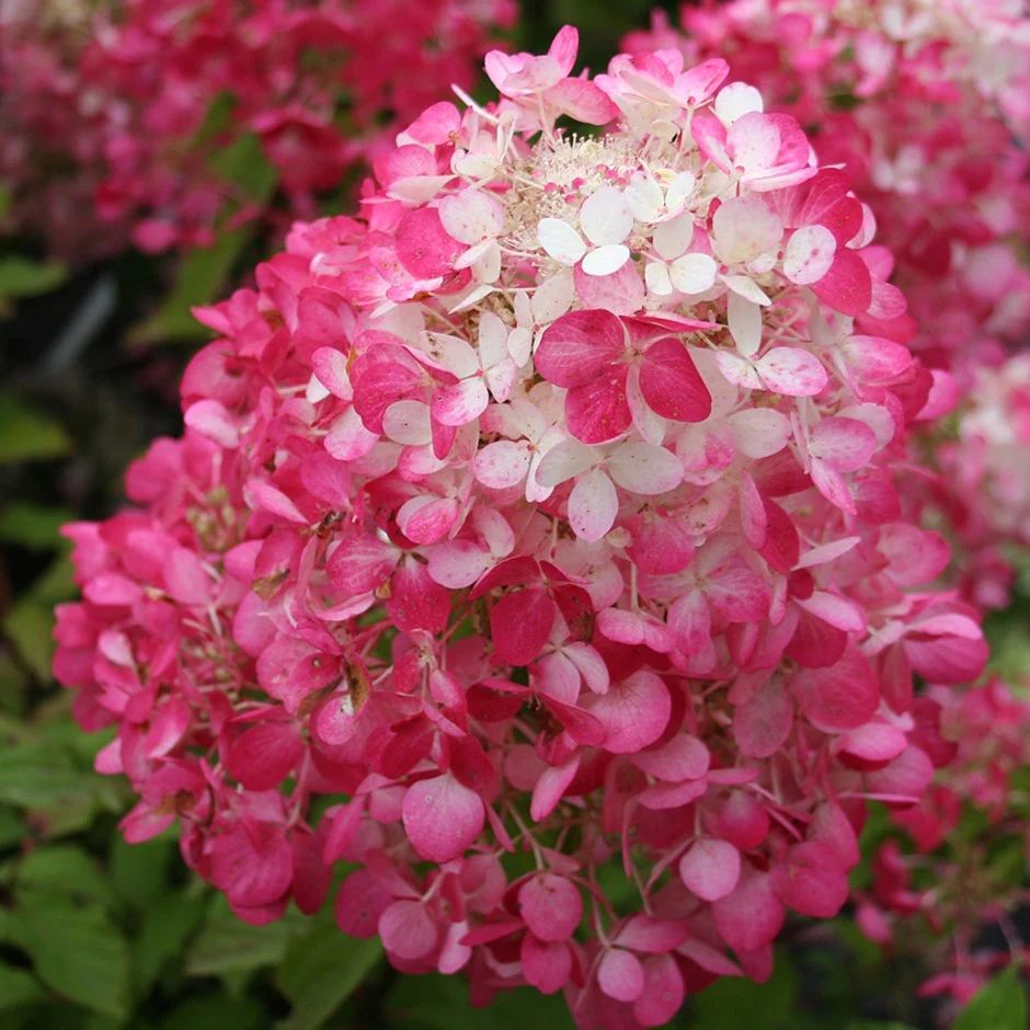 Hortensia Diamant Rouge