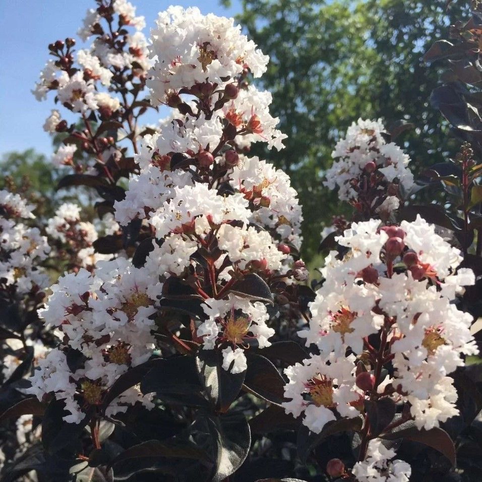 Liliac indian Blush Black Diamond
