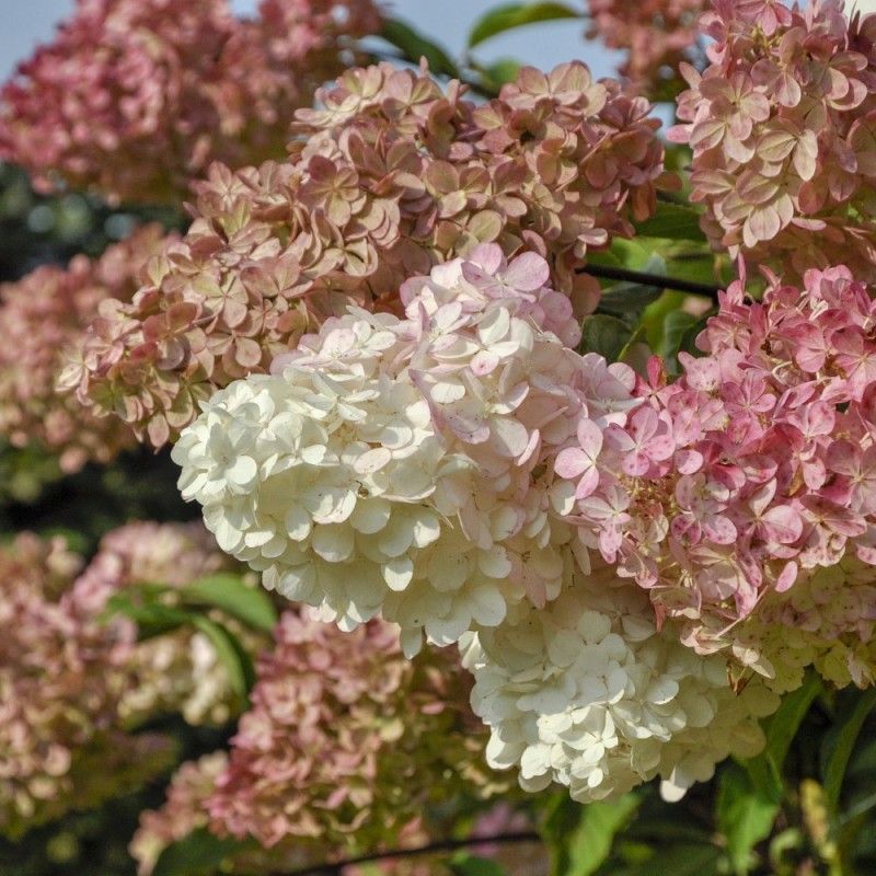 Hortensia Magical Candle - imagine 3