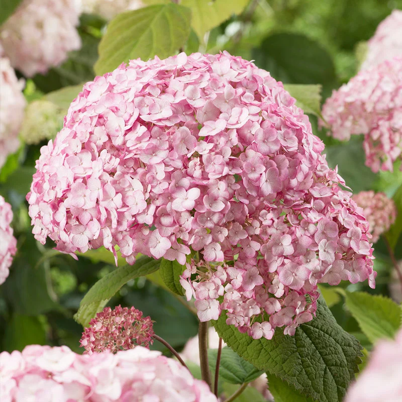 Hortensia Candybelle Bubblegum
