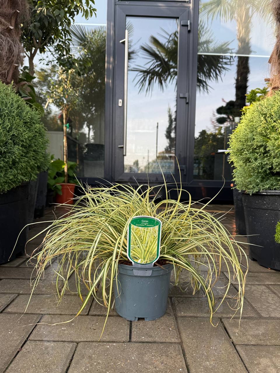 Carex EverColor - imagine 3