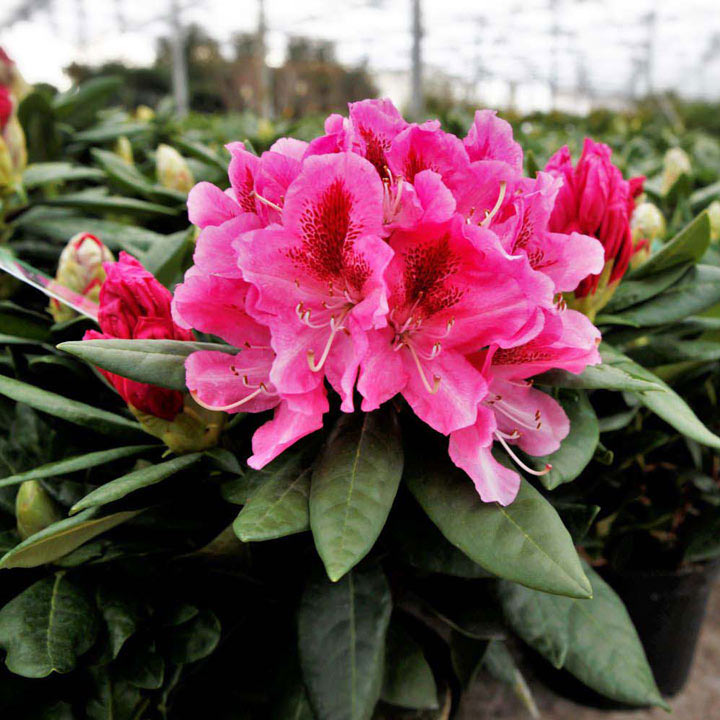 Rododendron Cosmopolitan