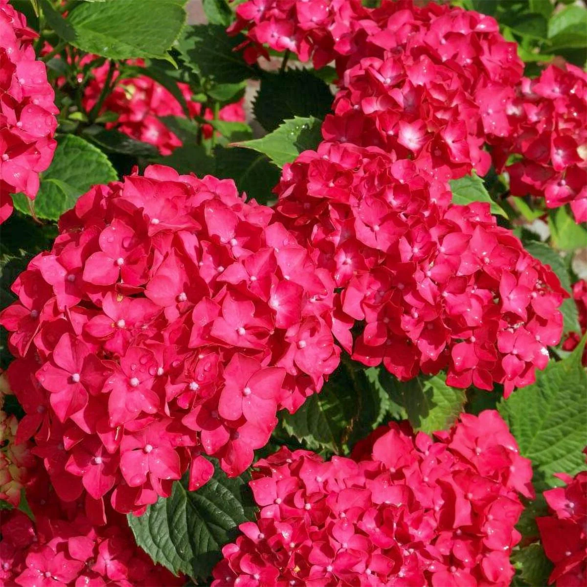 Hortensia Red Baron