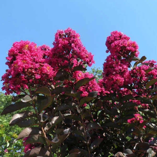 Liliac indian Mystic Magenta