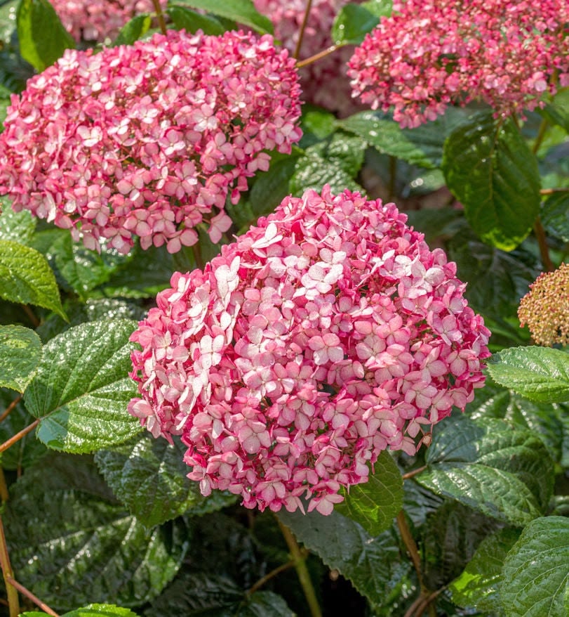 Hortensia Candybelle Sorbet