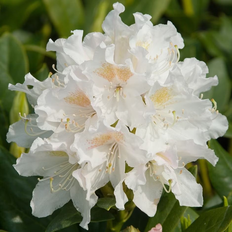 Rododendron Cunningham's White