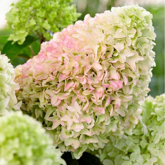 Hortensia Little Fresco