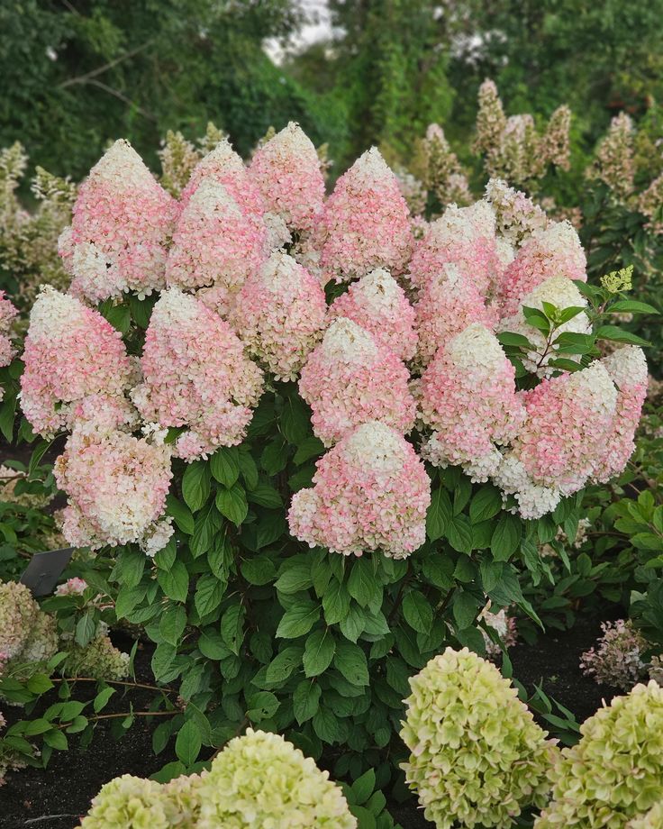 Hortensia Hercules - imagine 5