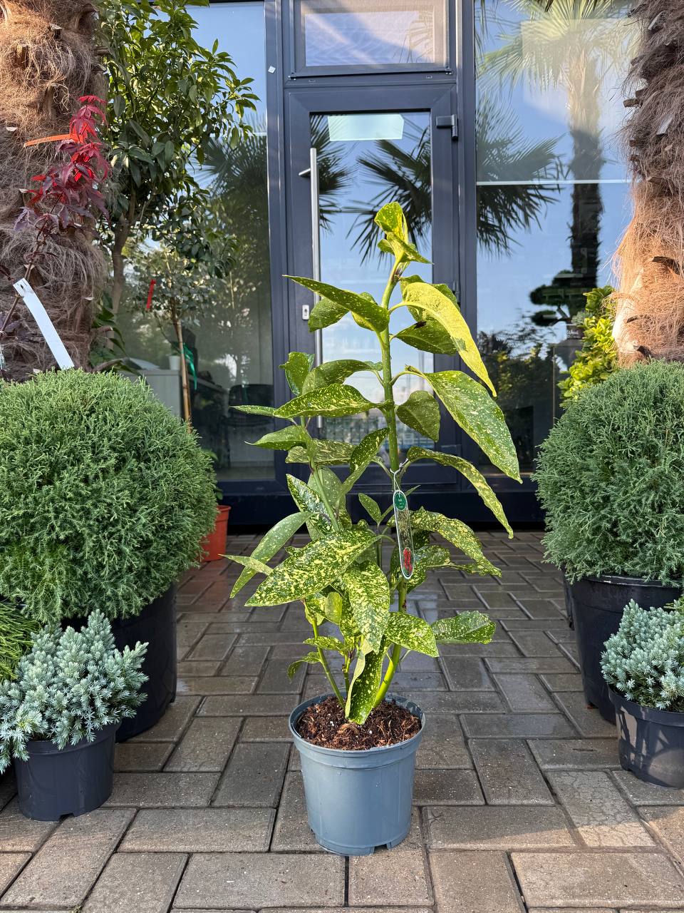 Aucuba Variegata