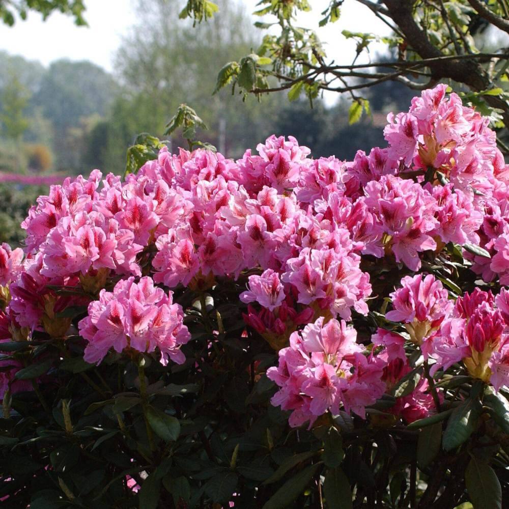 Rododendron Cosmopolitan - imagine 3