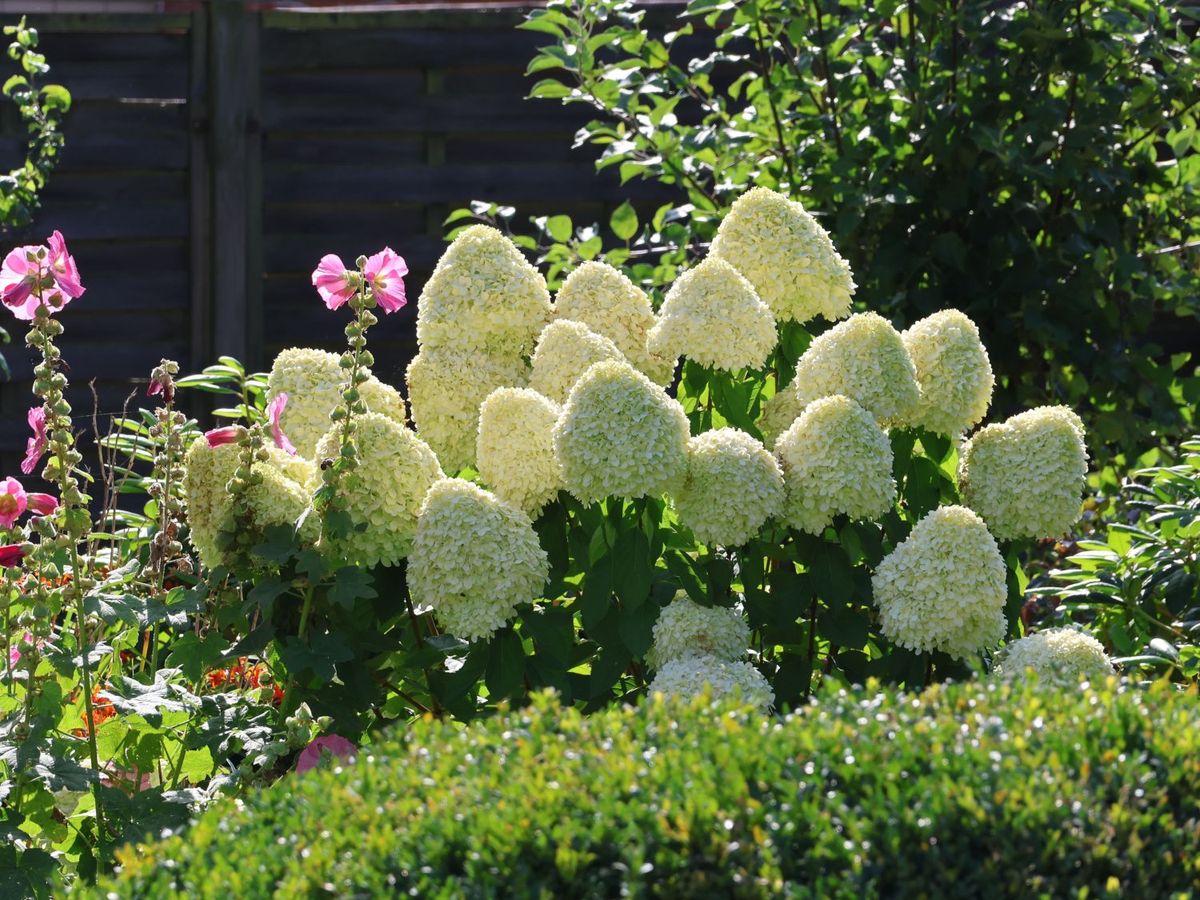 Hortensia Hercules - imagine 4