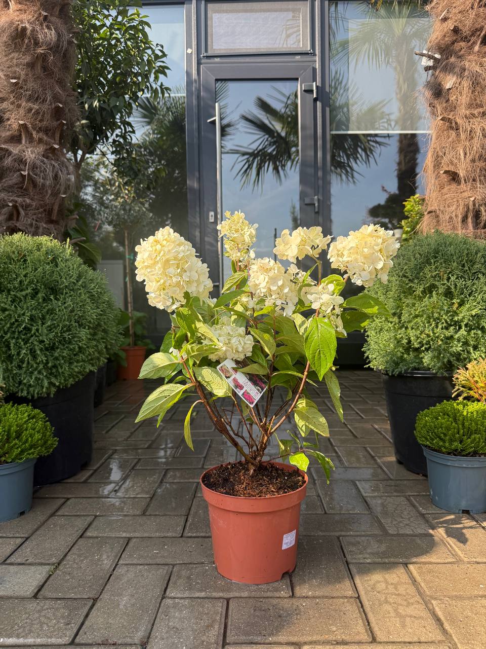 Hortensia Bonfire