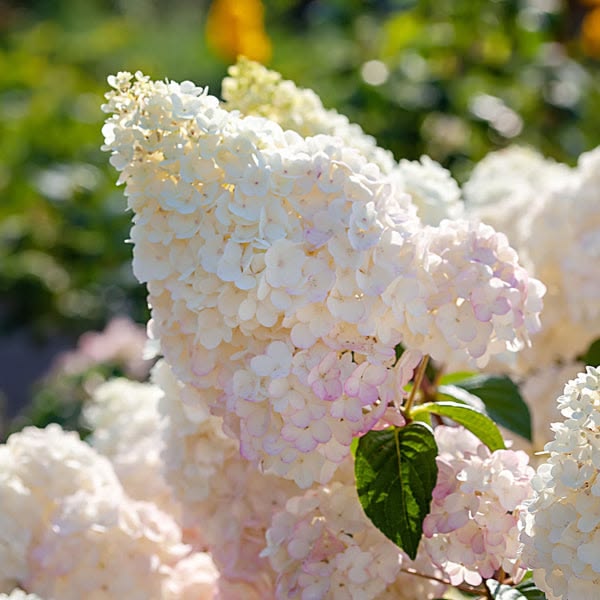 Hortensia Sundae Fraise pe picior