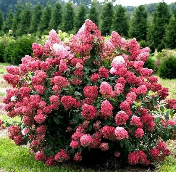 Hortensia Diamant Rouge - imagine 3