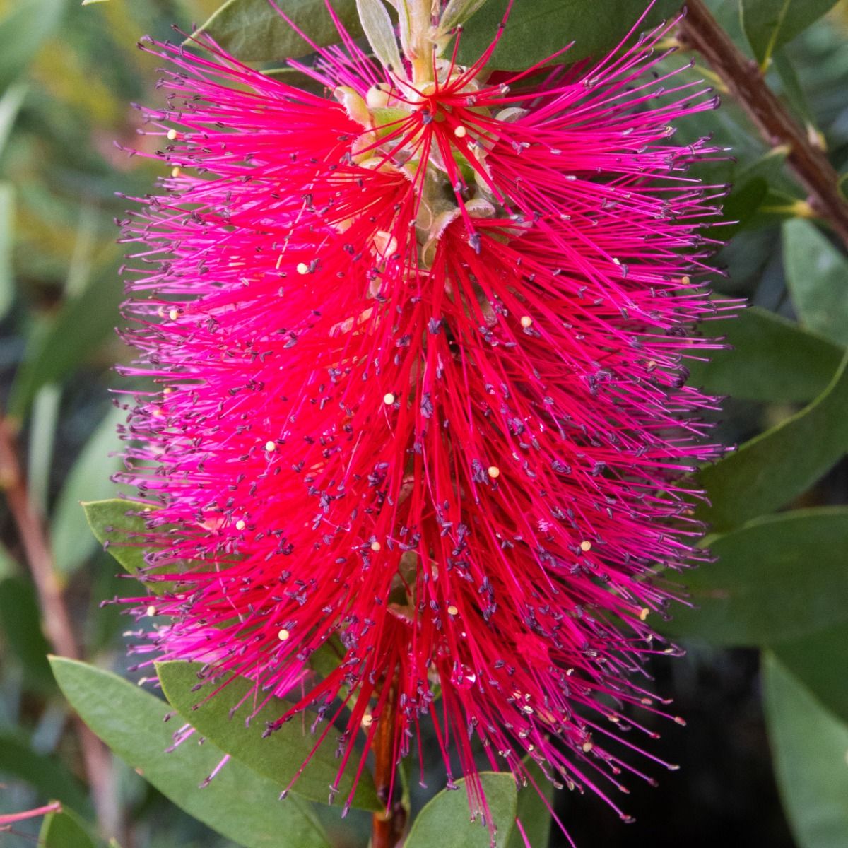 Callistemon Red Rocket - imagine 3